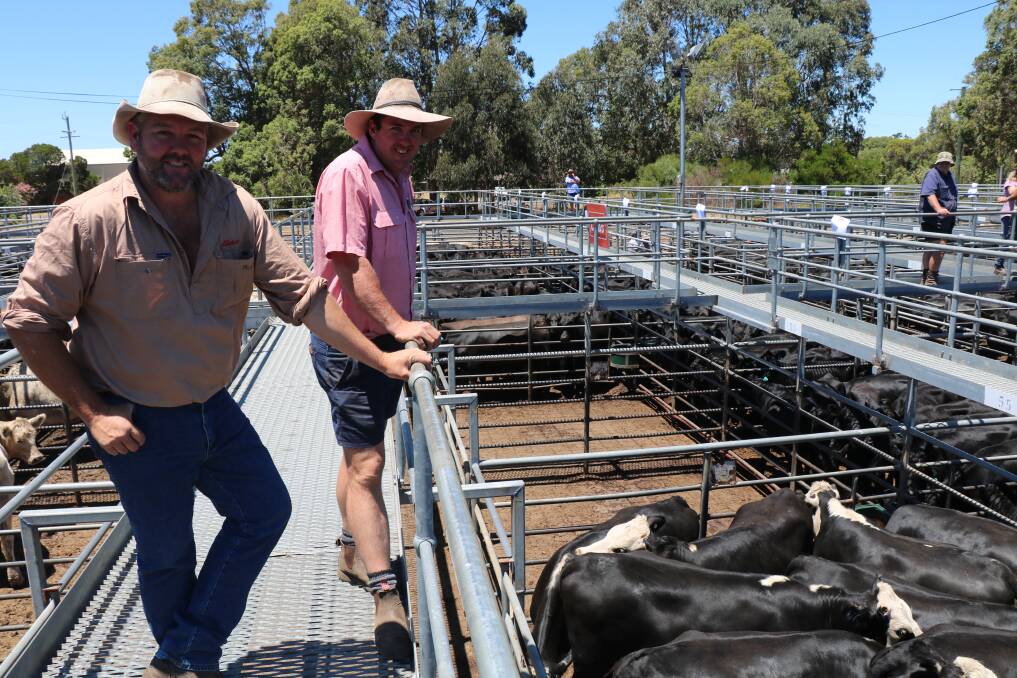 Elders Manjimup representative Brad McDonnell (left) and Cameron Harris overlook the pen of Herefords-Friesian cross heifers from Manjimup that sold for $1820.
