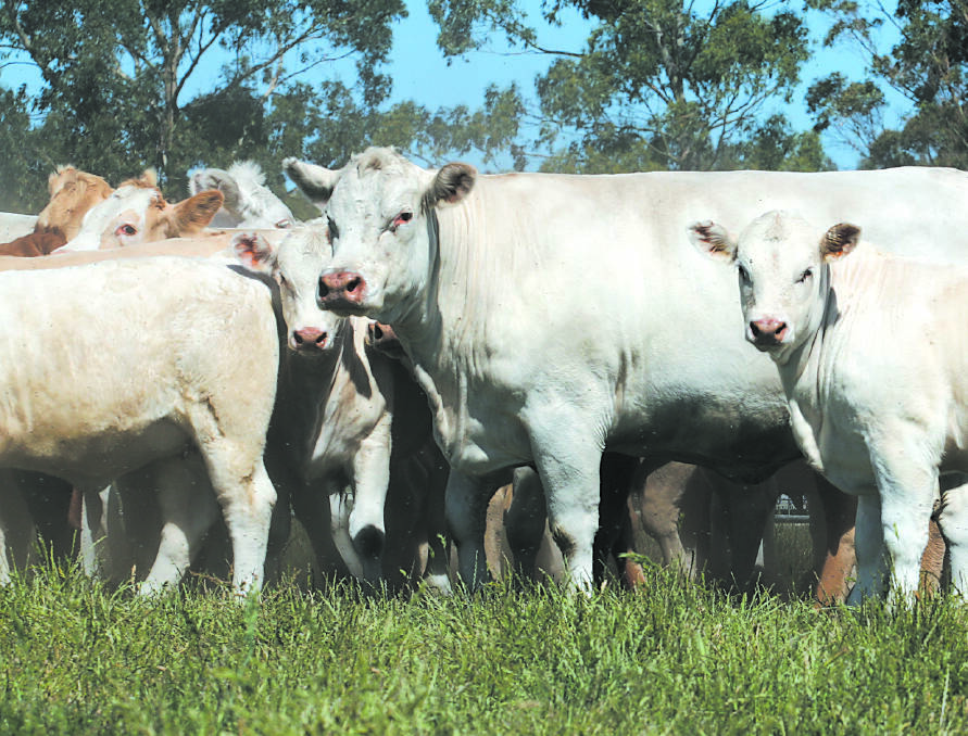 Updated: Call for cattlemen to voice LPA concerns