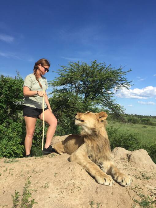 Renae travelled to Zimbabwe to take part in a lion conservation program arranged by African Impact, an organisation focussed on volunteering and internships in Africa.