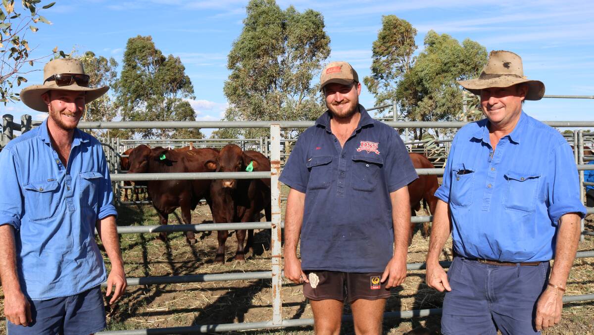  Looking to clean up the coats and get a hybrid vigour boost in their herd of Red Angus females Charlie (left), Ben and Simon Forrester, Ballee Pty Ltd, Mogumber, bought three bulls at auction.