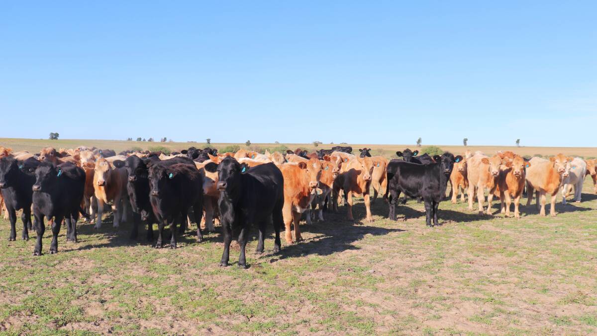 Yallalie Downs is 1242ha, with the capacity of the operation currently allowing for up to 600 head of cattle at any one time, but over the course of the year they have between 1500 to 2000 cattle pass through.