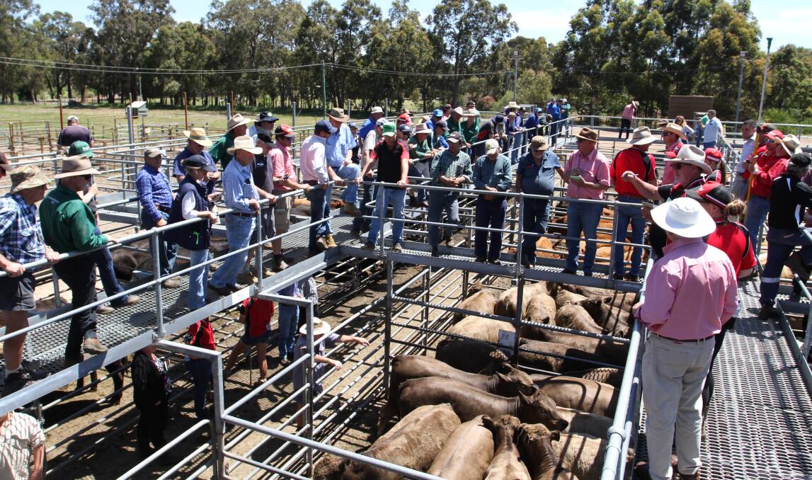 A new lease for the Boyanup Saleyards is yet to be signed by WALSA and the Shire of Capel. The existing lease expires in just four months, on June 30.