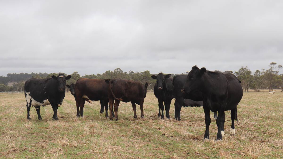 The Wylands run 80-85 head of Murray Grey and Angus cross breeders on their Mt Barker property.