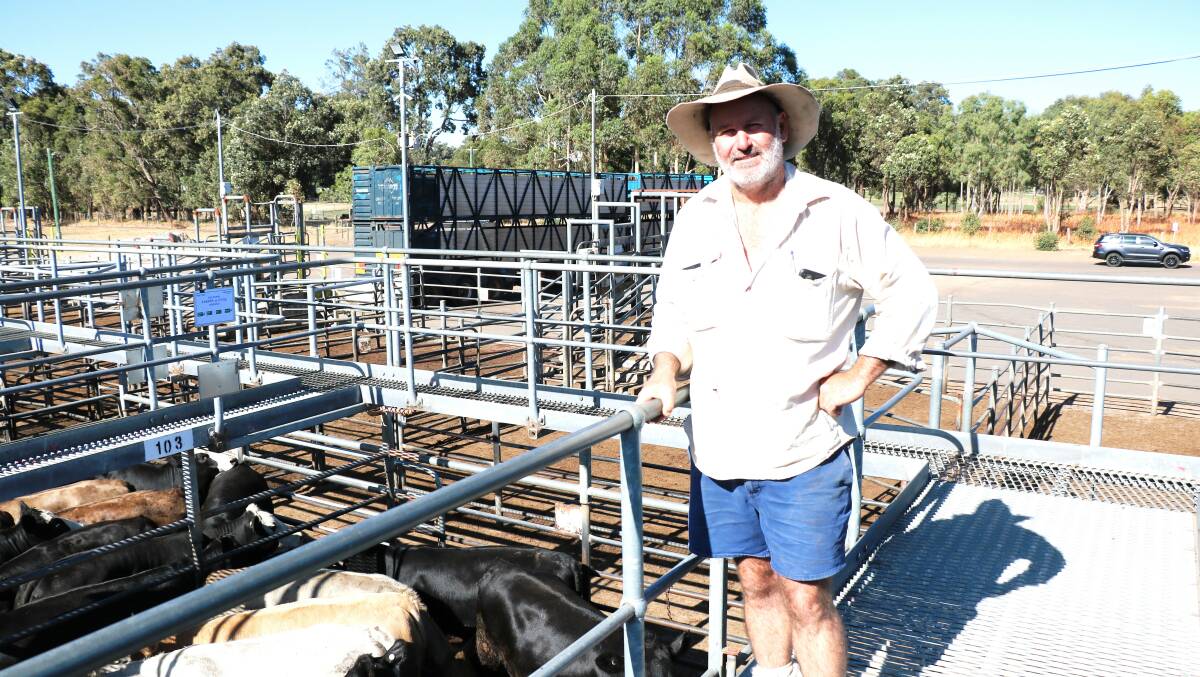 Owen McLarty, Caris Park Grazing, Pinjarra, was on the rail early to assess the weaners for sale. During the sale Mr McLarty put together several pens, paying to $999 for steer calves.