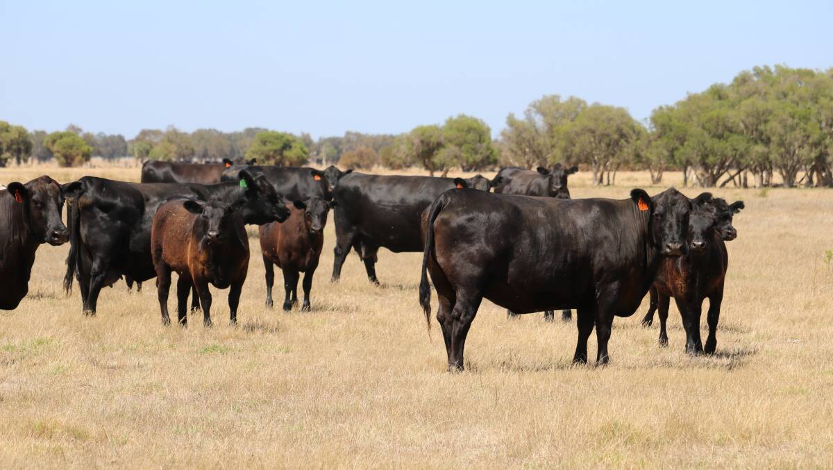 The Neville family is currently running an Angus breeding herd of 650 cows and 80 replacement heifers based on Ardcairnie and Koojan Hills Angus bloodlines. The family believes its the market versatility of the breed which really sets it apart.