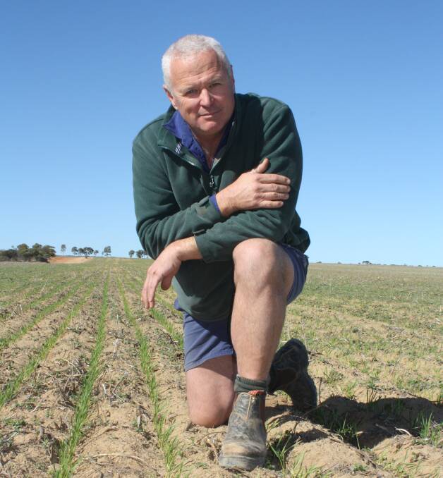 ERADU farmer Peter Barnetson, pictured in a germinating crop of Scepter wheat sown dry on May 10, thought last weekends rain front would only produce an ordinary result when he checked his rain gauge Saturday morning after hearing Geraldton has received 37 millimetres.
I only got four mills and I was thinking Id missed the boat, he said. But as the day progressed we got some heavy rain over three to four hours and it basically kept raining slow and steady. We ended up with 29mm to go with the earlier result a couple of weeks ago of 45mm so we could end up with 100mm for June if we get more from Wednesdays system. That would be above our average of 61mm which would be incredible. To think on June 6 we were fighting fires and now this, its amazing.
And prices look good too.
