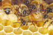 Survey shows bee industry being stung