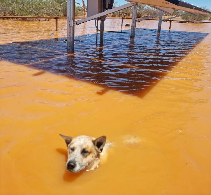 After six long dry years, Kanandah station recorded more than 100mm rainfall in just 36 hours last month.