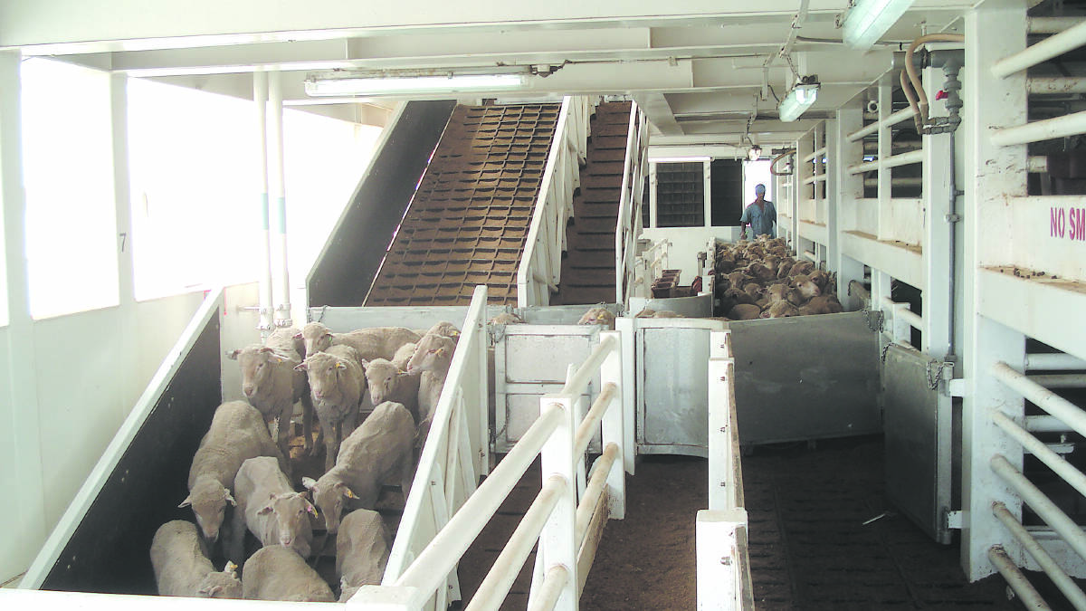 Election result provides live export relief