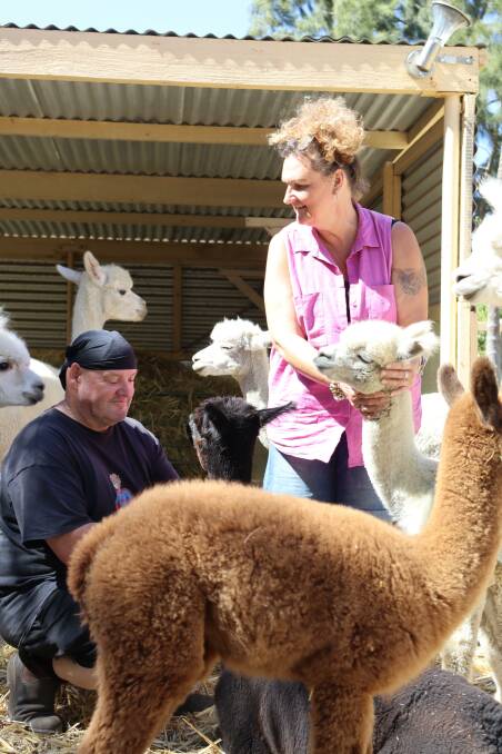  The name Mamoes Alpacas was inspired by the mispronunciation of the word tomatoes thanks to Ms Bland and Mr Southam's daughter, Indi.