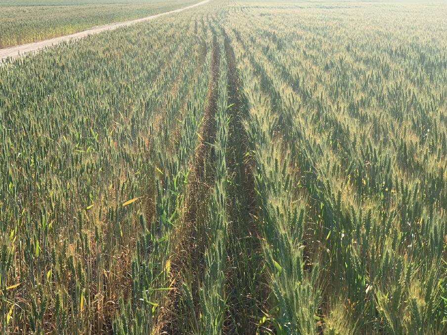  A 2019 unripped wheat crop (left of photo) versus a Terraland rip which yielded an extra one tonne a hectare.