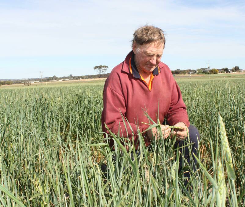  Tracmach founder Bob Lukins was on hand last week to give Peter a hand to prepare for Saturday's event - he is in a healthy crop of Baroota Wonder hay wheat, which was the preferred beardless variety in the old days to feed chaff to the horses.
