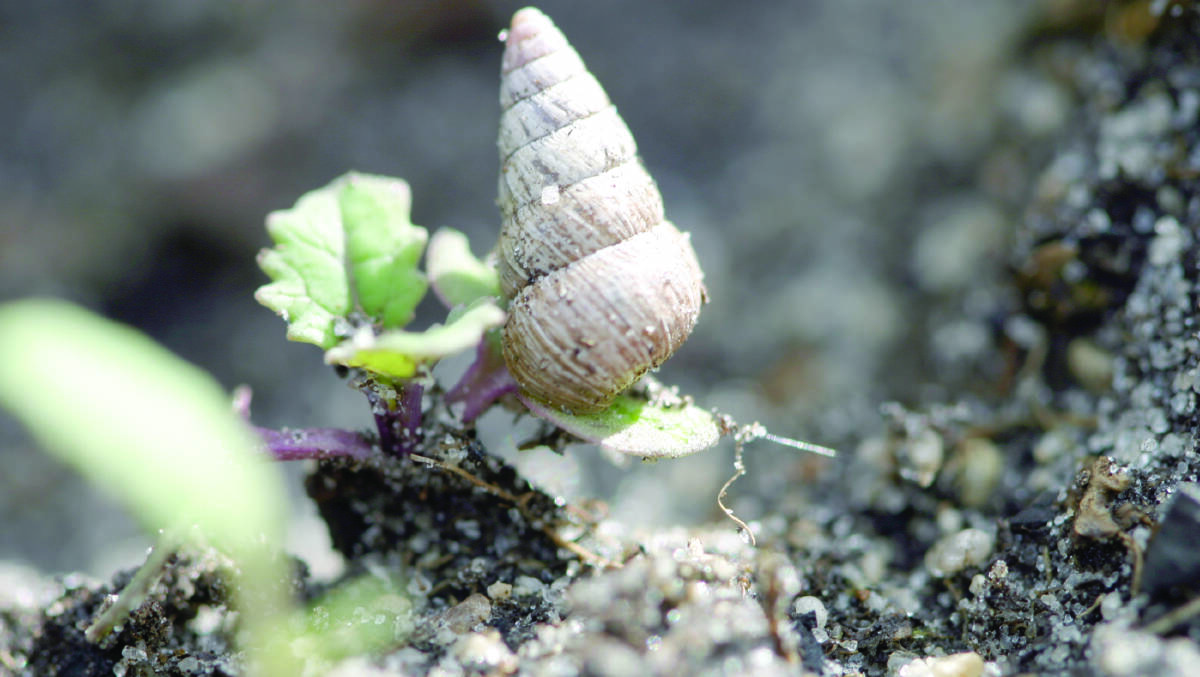 Snails need to be stopped before they start breeding with rainfall the determining factor of when egg laying will begin.