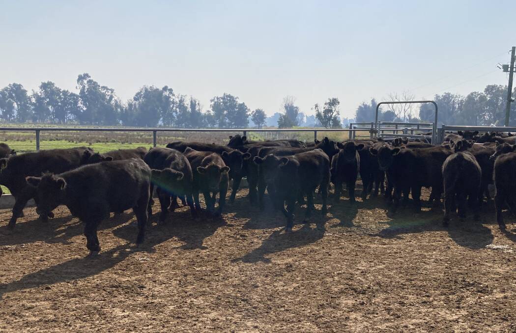 Alcoa Farmlands, Pinjarra/Wagerup, will offer 30 Angus steers and 20 Angus heifers aged 10-12 months averaging 365kg.