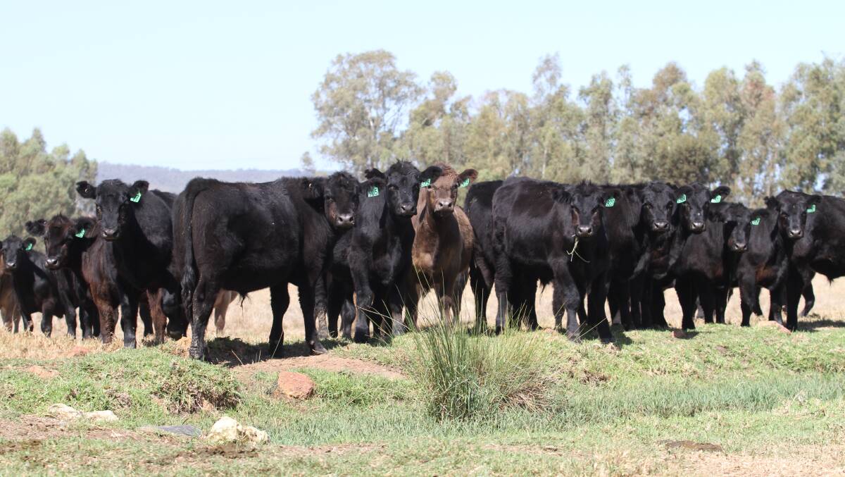 The sale's largest vendor Alcoa Farmlands, Pinjarra and Wagerup, will offer a total draft of 180 mixed sex Angus and Murray Grey weaners at the Elders store cattle sale at Boyanup on Friday, April 17, 2020 (sale steers 320 to 350kg pictured).