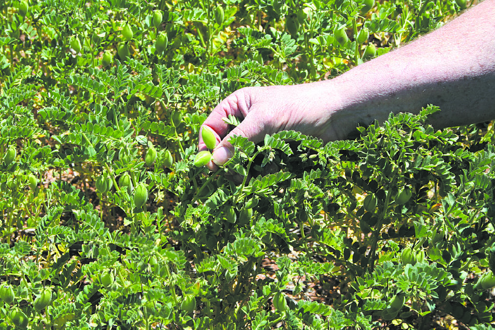 Grain legume production growth targeted