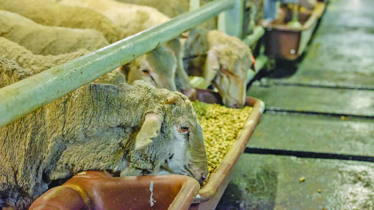 Sheep settling in on the MV Al Kuwait livestock vessel ahead of a live export voyage in November last year. Photo from The Livestock Collective.