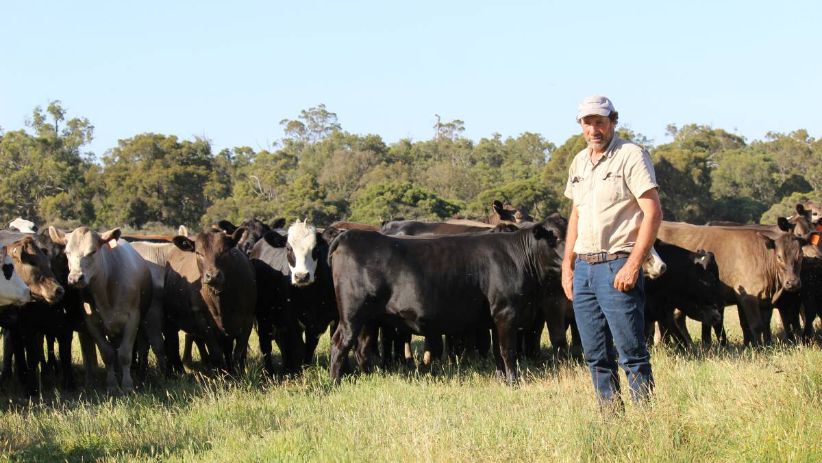 Yornup beef producer Michael Campbell has incorporated Murray Grey, Angus and Simmental genetics into his beef herd to aid in adapting to market trends and improving growth rates through the use of hybrid vigour.