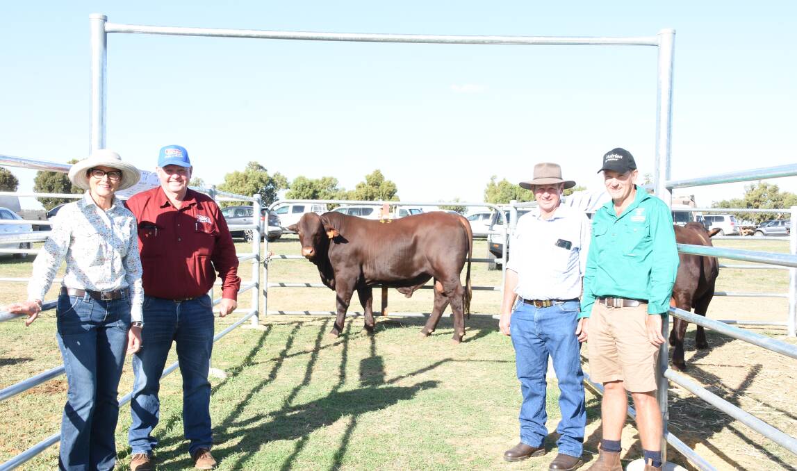 Prices hit a high of $22,000 in last weeks Biara Santa Gertrudis on-property sale at Northampton for this bull offered by guest vendor the Wendalla stud, Bolgart, when it was knocked down to Scott and Wendy Ferguson, Glenn Oaks stud, Nobby, Queensland, who purchased through AuctionsPlus. With the bull were Wendalla stud principal Wendy Gould (left), Santa Gertrudis Breeders (Australia) Association general manager Chris Todd, Santa Gertrudis Breeders (Australia) Association president Michael Doering, Walmona stud, Coolah, New South Wales and Nutrien Livestock, Pilbara agent Daniel Wood.