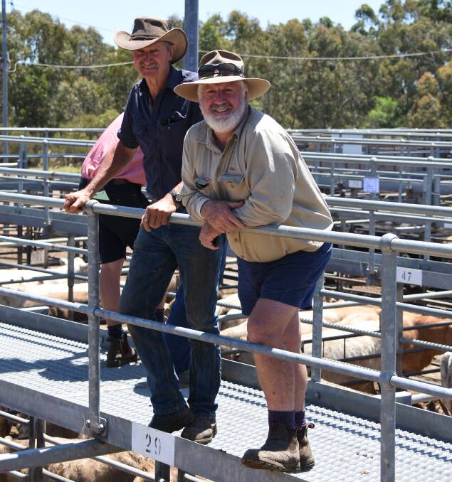 Vendor Tim Bleechmore (left), TR & KA Bleechmore, Boyup Brook, looked over his calves on offer before the sale with Elders Capel representative Rob Gibbings. The Bleechmore's steer calves sold up to 336 cents a kilogram and their heifers topped at 276c/kg.