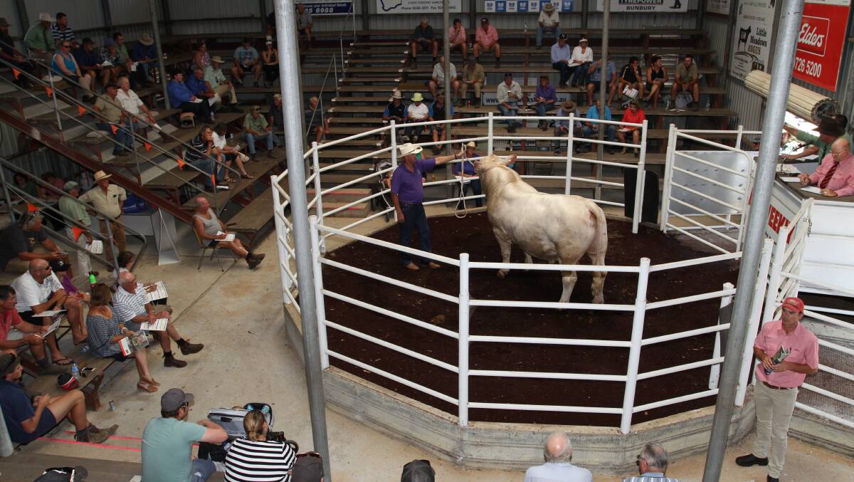 Six Charolais studs will offer 29 quality sires between them at the eighth annual WA Charolais bull sale at Brunswick on Thursday, February 21.