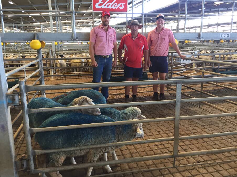  Five dyed blue purple tag nine-month-old Dohne lambs were auctioned by Elders on behalf of Scott McGregor of Menang Grazing Co, Mullewa, at the Muchea Livestock Centre on Tuesday raising $2800 in total for Beyond Blue.