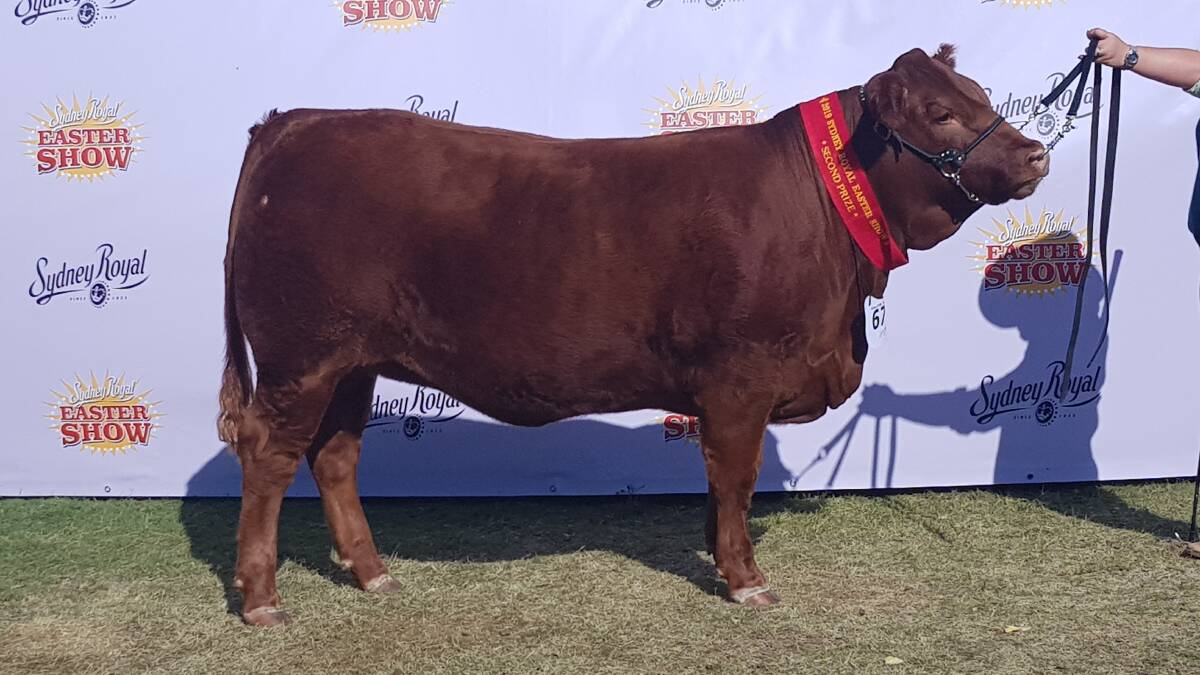 Morrisvale Northern Flame N53 was pulled out second in a line-up of eight Limousin females over 16 months and not over 18 months.