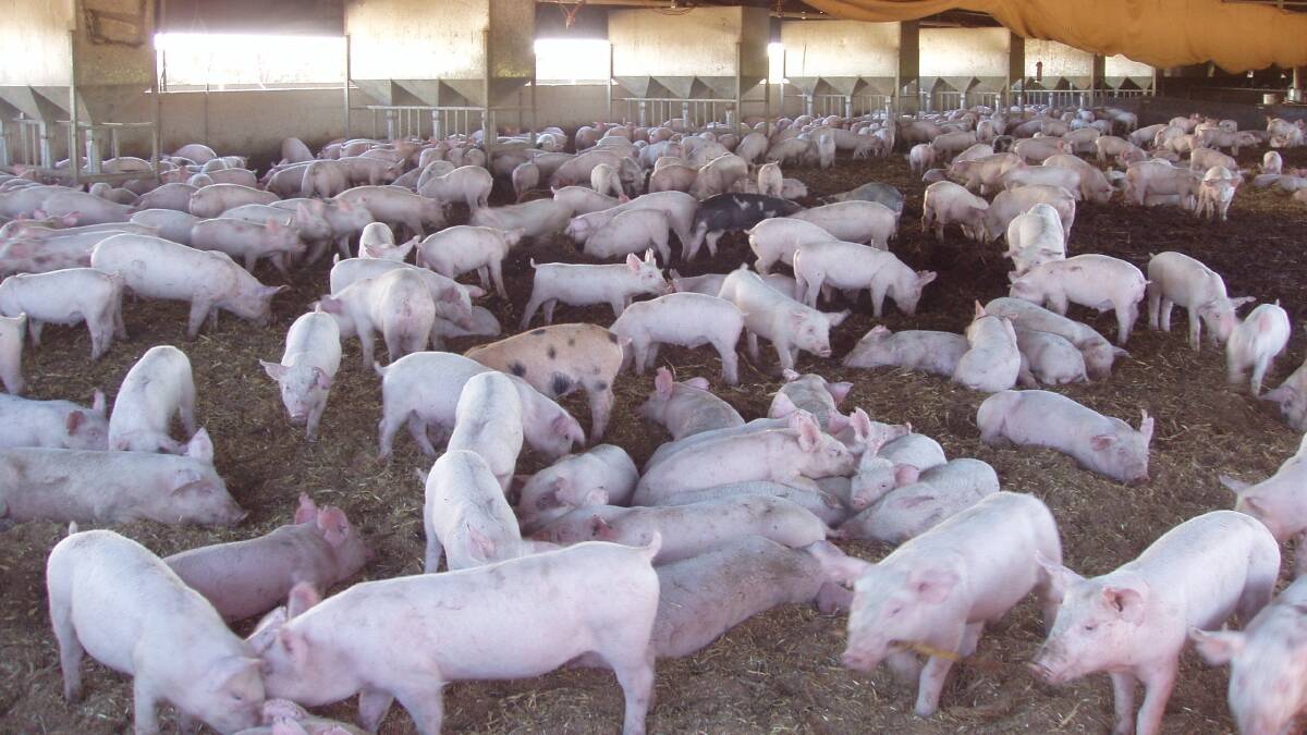 pig array