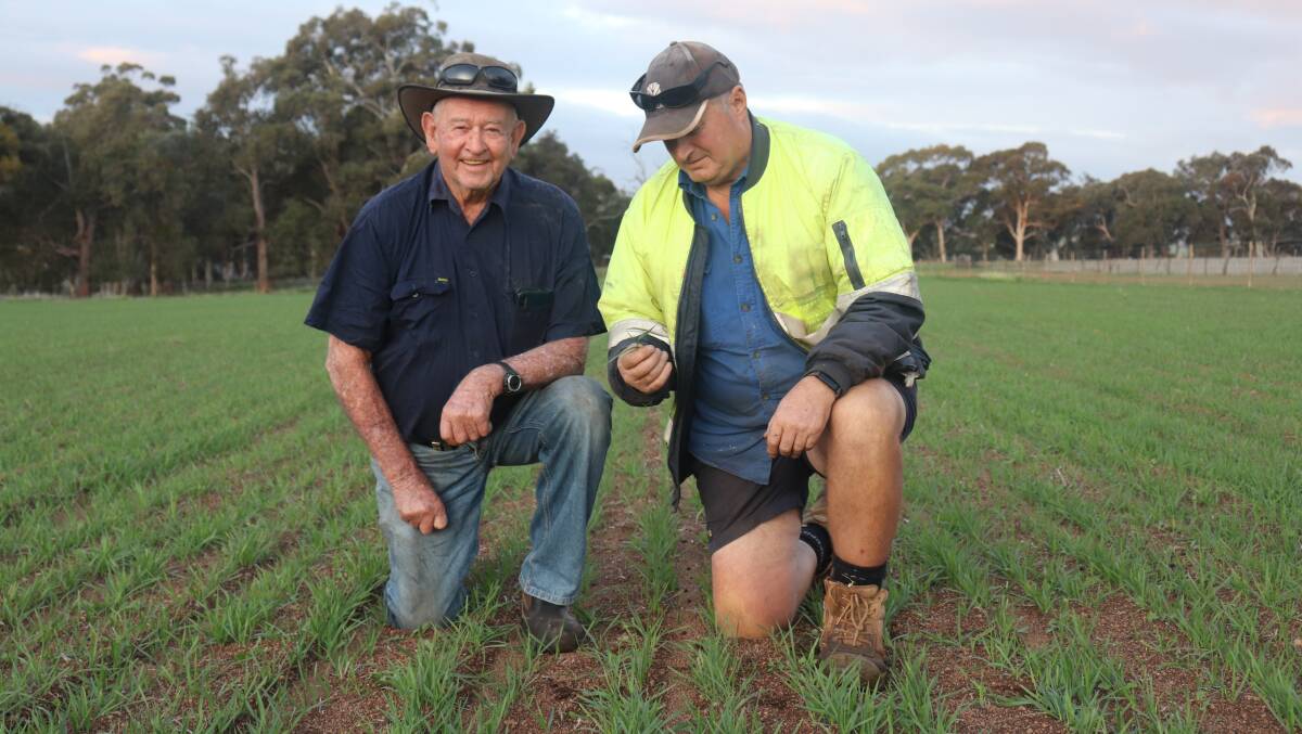 Coondle farmer Mal Williams (left), 91, and Charlie Wroth, who leases Mr Wiliams farm, inspecting progress on an oat crop Mr Williams sowed earlier this year.