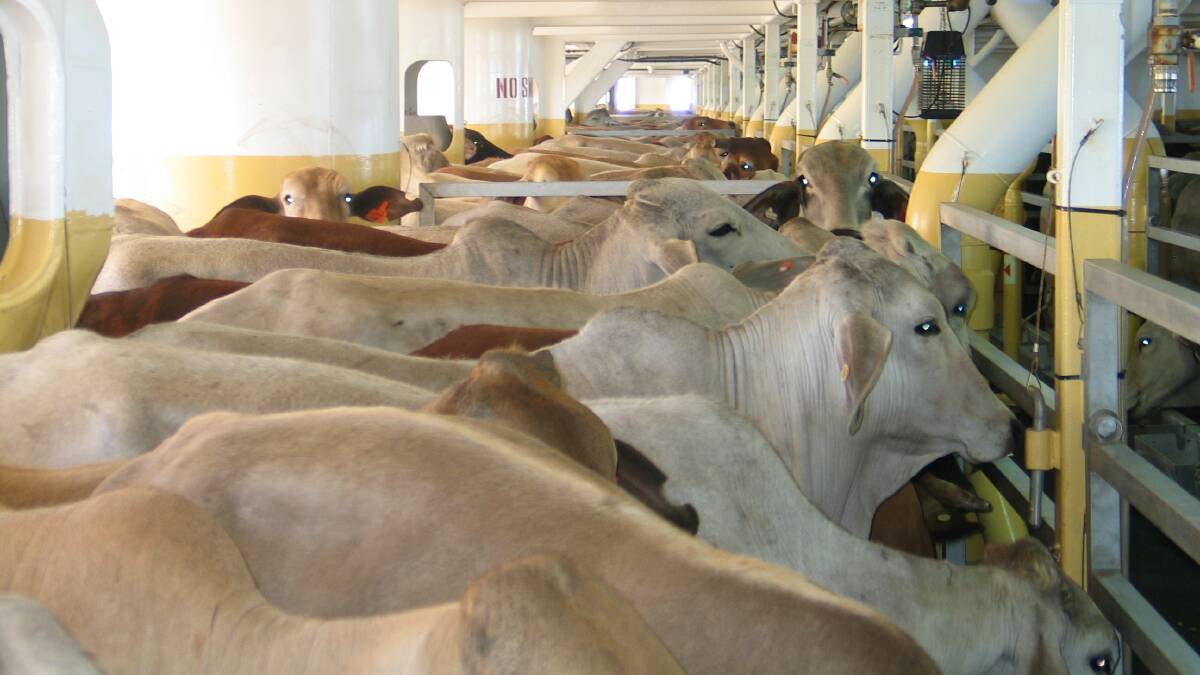 Cattle exporters disappointed with new ASEL