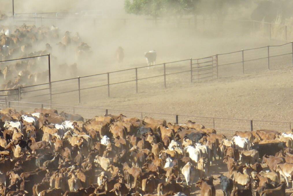 Pastoralists overcome muster restrictions