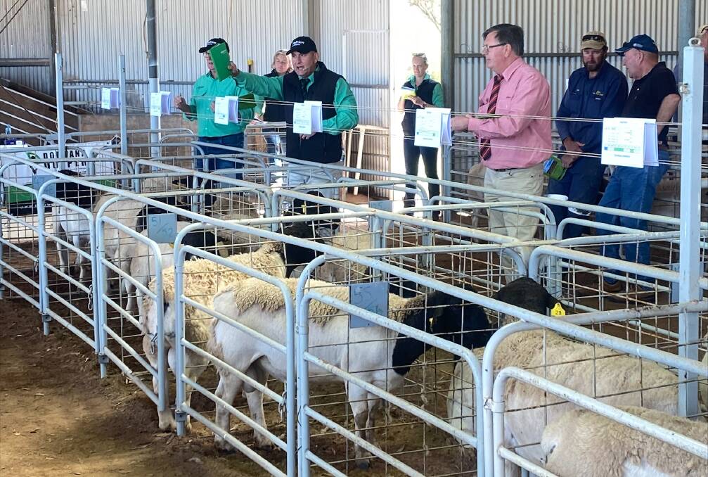 The joint Nutrien Livestock and Elders selling team in action at the Douwana Dorper ram sale at the Nanson Showgrounds on Monday.
