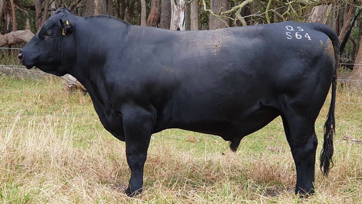  The $12,000 top-priced bull, Quanden Springs Shiner S64 which sold to return buyers Les and Julie Male, LJ & JA Male, Albany.