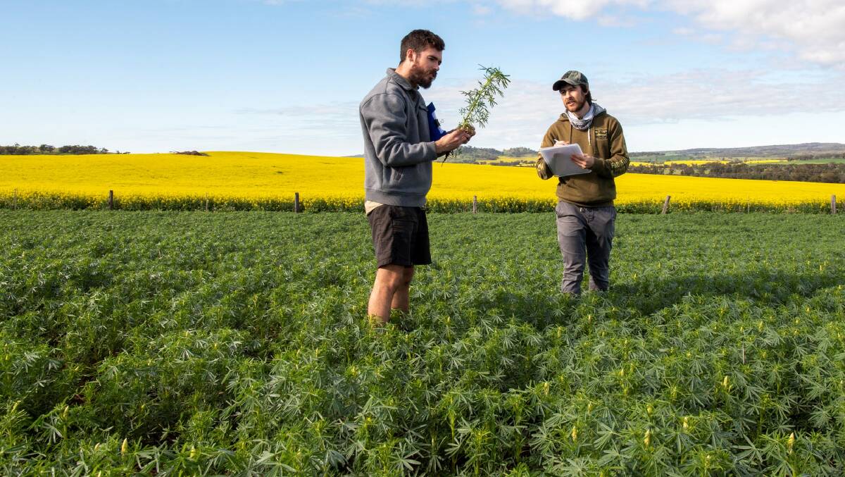 Department of Primary Industries and Regional Development research scientist Ben Congdon (left) and technical officer Jono Baulch examine a canola crop as part of research into turnip yellows virus control.