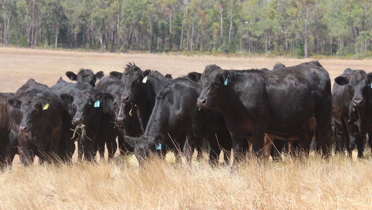  Trucking in 80 mixed sex weaners at approximately 11-months-old will be Rodney and Brian Wilson, Yornup Holdings, Yornup. The even draft of black calves are sired by Bonnydale Black Simmental and Bonnydale Simmental-Angus sires, while some are by Diamond Tree Angus bulls.