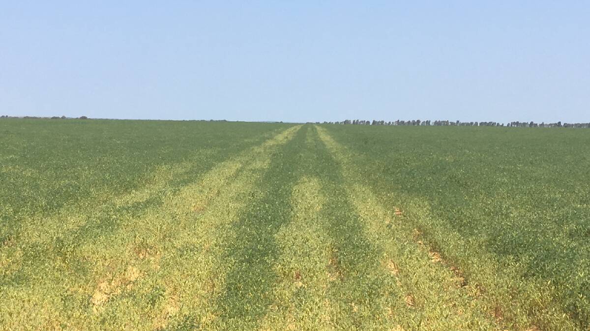  Control lines are plainly evident in this healthy crop of lupins which was sown on country that had been deep-ripped by a Nufab Hydramax Deep Ripper working at 30 degrees to the centre of the lines. 