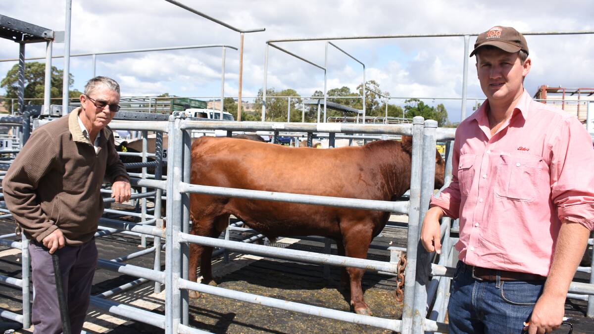 The Jutland Park Red Angus stud, Serpentine, sold one bull from its team of four in the sale for $4000 to Dansinup Grazing Co, Dunsborough. With one of the stud's bulls were stud co-principal Guy Jellicoe and Elders Boyanup representative Alec Roberts.
