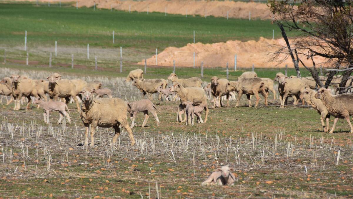 Merinos have been the breed of choice for the Smith family since they started farming and today they run a breeding flock of 5000 ewes which are all joined to Merino rams.