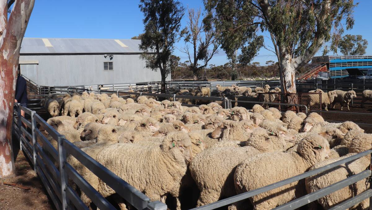 The Whitwells run a 4700-head, self-replacing Merino ewe flock and have an aim of running up to 6000 breeding ewes in coming years.