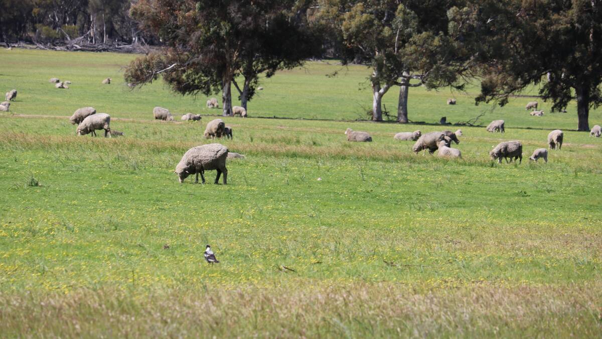 Starving sheep leads to massive fine for WA sheep farmer
