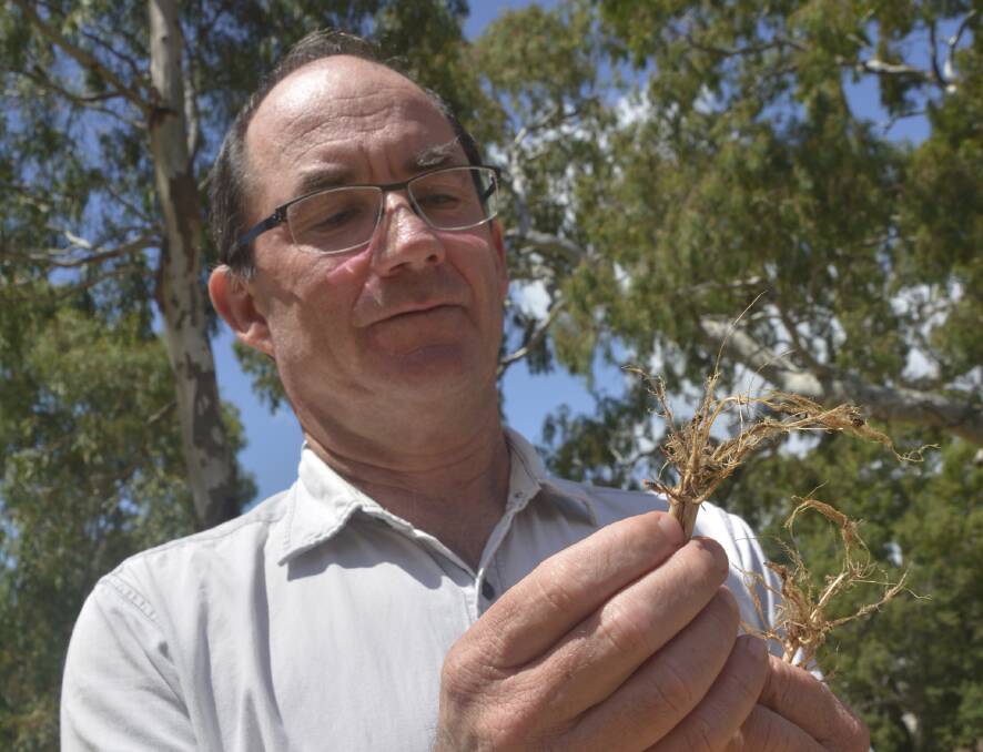  Alan McKay inspecting roots affected by Rhizoctonia. He discusses the problem disease and longer-term management options in a new GRDC podcast.