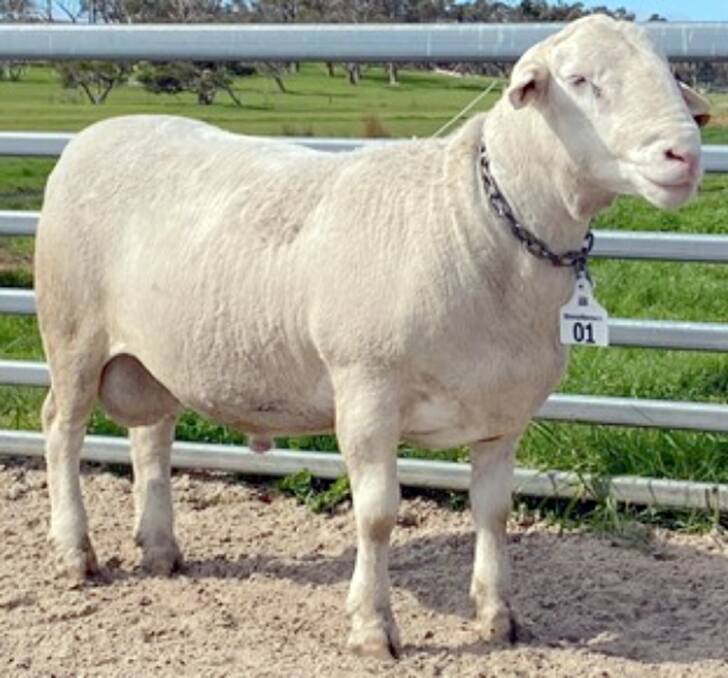 The lot 1 ram that sold for $85,000.