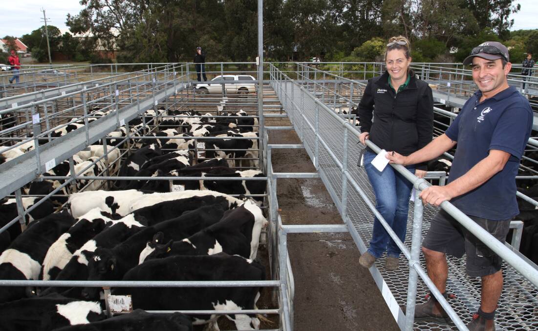 Lyndsay Flemming, Nutrien Livestock, Brunswick/Harvey and sale vendor Phil Curulli, P & T Curulli & Son, Harvey, look over the Curulli's draft of Friesian steers which sold to 360c/kg and $1773.