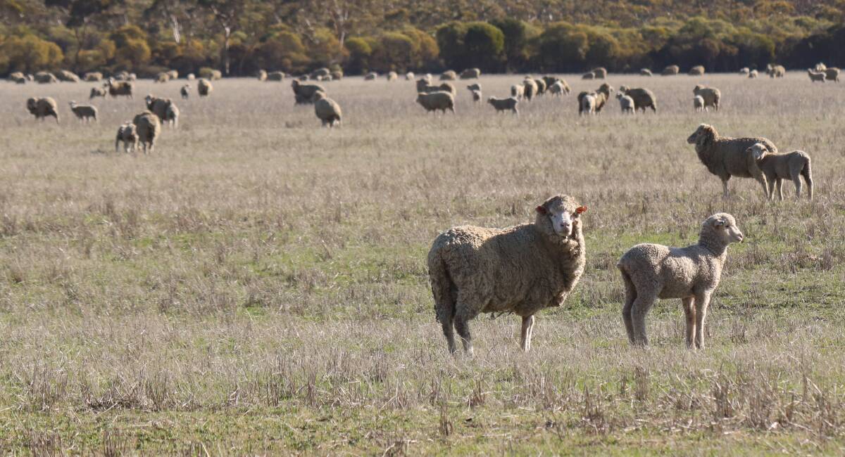 Improving lambing percentages has been a recent focus of the breeding program.