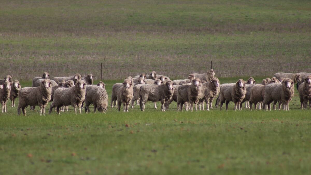The Saunders run 3400 Merino breeding ewes plus 800 ewe hoggets, 500 wether hoggets, 450 two-tooth wethers and 450 four-tooth wethers.