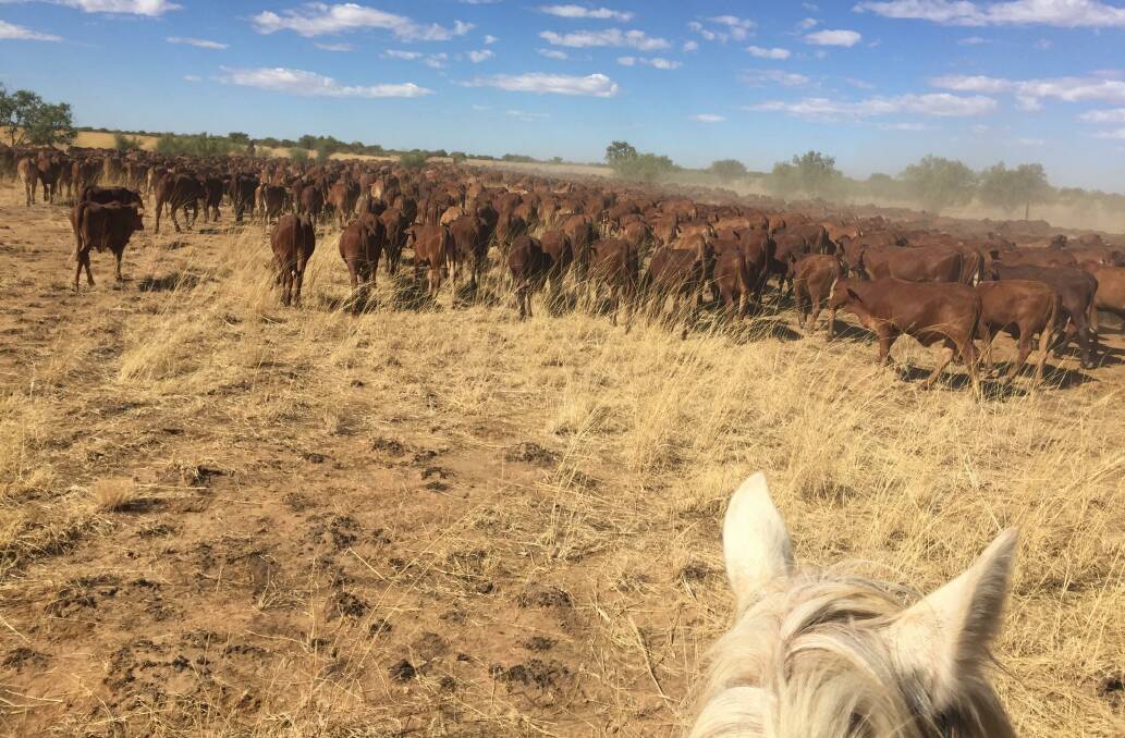  A highlight of Ms Williams' animal science degree was undertaking a placement at Liveringa station, near Derby. It was the first time she had seen a cattle operation of such large scale.