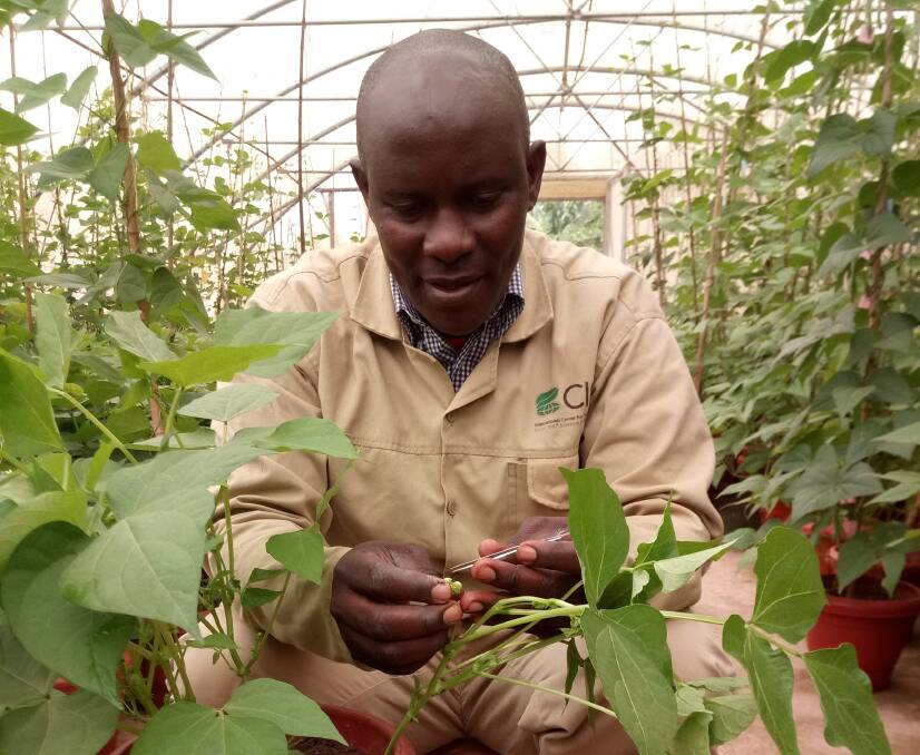 Alliance Bioversity International-CIAT bean breeding program technician Steven Musoke in the screenhouse in Kawanda, Uganda.