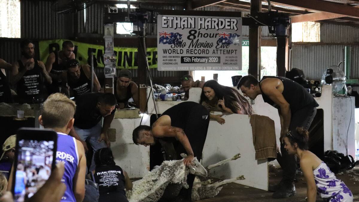 Ethan Harder, 20, shearing the second last sheep of his world record attempt on Saturday. Urging him on are his coach, former record holder Cartwright Terry (to his left), his partner Regina Jones (behind him) their daughter Leilah was born on January 30 and members of Team Harder.