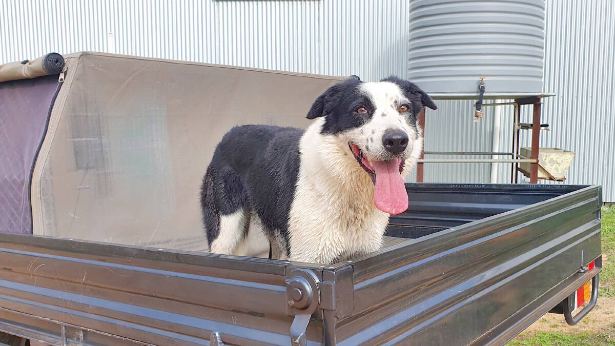 Livestock station manager Bec Martin's five-year-old border collie Bruce, is one of two competitors that will represent WA in the annual Cobber Challenge.