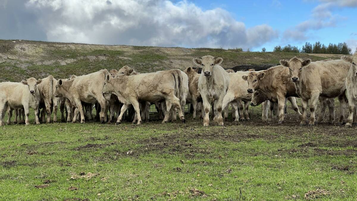 Some of the Charolais-Angus weaners (12 steers and 18 heifers) aged 12-14 months to be offered by the Hester family, Emu Downs, Bridgetown.